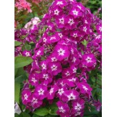 Флокс Phlox Wenn Schon Denn Schon