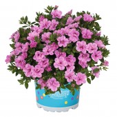 Калібрахоа Aloha Double Soft Pink 