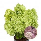 Гортензія Hydrangea paniculata Pandora 