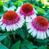 Эхинацея Echinacea Strawberry and Cream 