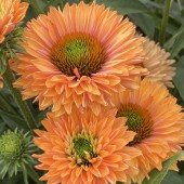 Эхинацея Echinacea Sunseekers Pumpkin Pie