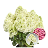 Гортензія Hydrangea paniculata Pandalus