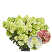 Гортензія Hydrangea paniculata Pantonella