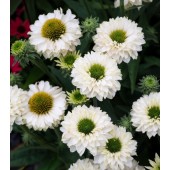 Эхинацея Echinacea Sunseekers White Perfection