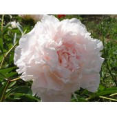 Пион Paeonia Madylone