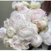 Пион Paeonia Odile
