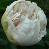 Пион Paeonia Greenland