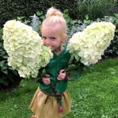  Гортензия метельчатая Hydrangea paniculata Hercules
