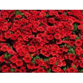 Калибрахоа Calipetite Red