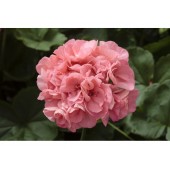 Пеларгония Pelargonium Calliope Soft Coral