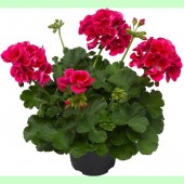Пеларгония Calliope Red Splash