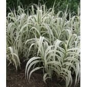 Арундо варієгата Arundo donax Variegata