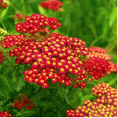 Тысячелистник Achillea Paprika