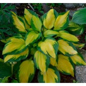 Хоста Hosta Georgia Sweetheart