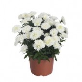 Астра Aster Showmakers Snow White