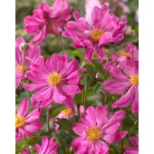 Анемона Anemone Prinz Heinrich