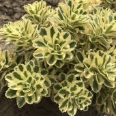 Седум Sedum Atlantis