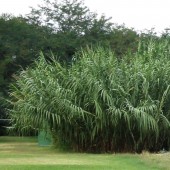 Арундо Arundo donax