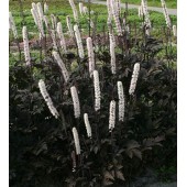Клопогон Actaea Carbonella