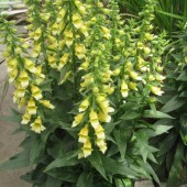 Наперстянка Digitalis Spice Island