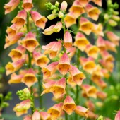 Наперстянка Digitalis Goldcrest