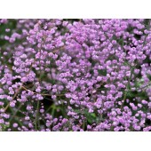 Василистник Thalictrum Hewitts Double