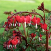 Дицентра Dicentra Valentine