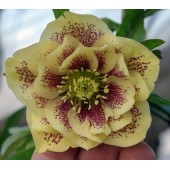 Морозник Helleborus Double Ellen Yellow Spotted