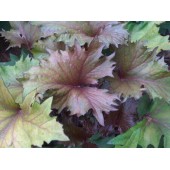 Бузульник Ligularia Osiris Cafe Noir