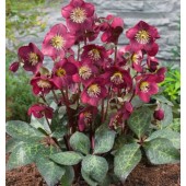 Морозник Helleborus Anna's Red