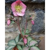 Морозник Helleborus Dorothy's Dawn
