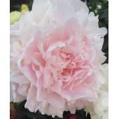 Пион Paeonia Doris Cooper