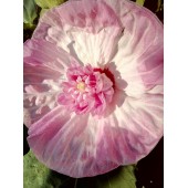 Гибискус Hibiscus Сердце Матери