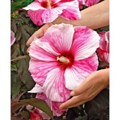 Гибискус Hibiscus Kopper King