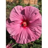 Гибискус Hibiscus Berrylicious