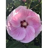 Гибискус Hibiscus Party Favor
