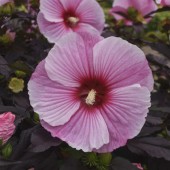 Гибискус Hibiscus Starry Starry Night