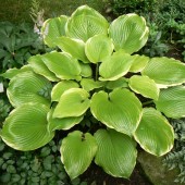Хоста Hosta Winter Snow