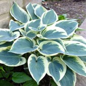 Хоста Hosta El Nino