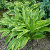 Хоста Hosta Foxfire Palm Sunday