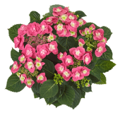 Гортензия Hydrangea Flame Hot Pink