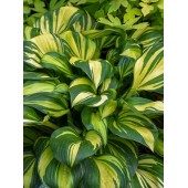 Хоста Hosta Rainbow`s End