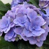 Гортензия Hydrangea Florentina Blue