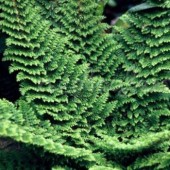 Папоротник Polystichum setiferum Plumoso Densum