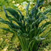 Хоста Hosta Praying Hands