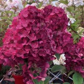 Гортензия метельчатая Hydrangea paniculata Самарская Лидия