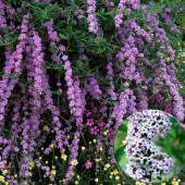 Буддлея очереднолистная Buddleja alternifolia