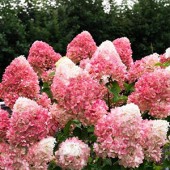 Гортензия метельчатая Hydrangea paniculata Pinky Promise