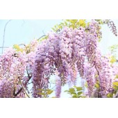 Глициния Wisteria Kuchi-beni