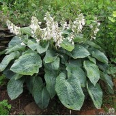 Хоста Hosta Sieboldiana Elegans Зибольда